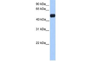 WB Suggested Anti-NR0B1 Antibody Titration:  0. (NR0B1 抗体  (N-Term))
