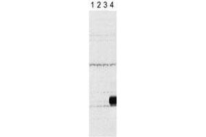 Western blot testing of Aurora-C antibody and lysate of 293 cells expressing Flag tag (lane 1), Flag-tagged Aurora-A (2), -B (3), -C (4). (Aurora Kinase C 抗体  (AA 3-38))