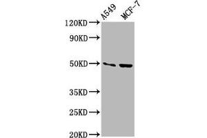 Western Blot Positive WB detected in: A549 whole cell lysate, MCF-7 whole cell lysate All lanes: OMD antibody at 3. (Osteomodulin 抗体  (AA 339-411))