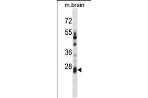 Western blot analysis in mouse brain tissue lysates (35ug/lane). (KCTD6 抗体  (AA 75-103))