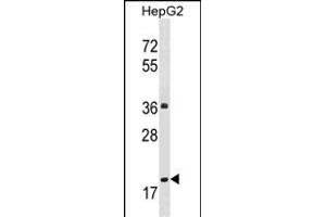 M1M Antibody (Center) (ABIN1537819 and ABIN2848601) western blot analysis in HepG2 cell line lysates (35 μg/lane). (PPM1M 抗体  (AA 130-158))