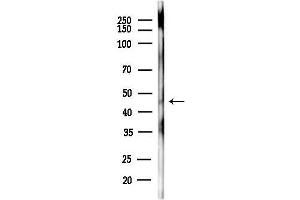 anti-G Protein-Coupled Receptor 172A (GPR172A) (N-Term) antibody