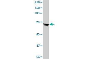 ANXA6 MaxPab polyclonal antibody. (ANXA6 抗体  (AA 1-673))