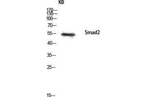 Western Blot (WB) analysis of KB lysis using Smad2 antibody. (SMAD2 抗体  (Ser80))