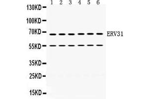 Anti- ERV31 antibody, Western blotting All lanes: Anti ERV31  at 0. (ERV3 抗体  (C-Term))