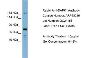 WB Suggested Anti-DAPK1  Antibody Titration: 0. (DAP Kinase 1 抗体  (N-Term))