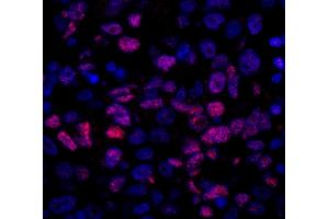 Immunofluorescence (IF) image for anti-Nuclear Receptor Coactivator 5 (NCOA5) (C-Term) antibody (ABIN7448990) (NCOA5 抗体  (C-Term))