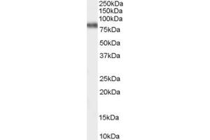 Western Blotting (WB) image for anti-Potassium Voltage-Gated Channel, Shaw-Related Subfamily, Member 3 (KCNC3) (AA 737-750) antibody (ABIN292328) (KCNC3 抗体  (AA 737-750))