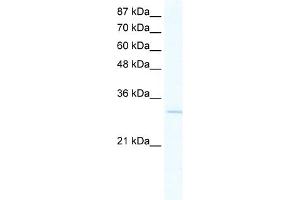 WB Suggested Anti-VGLL1 Antibody Titration:  2. (VGLL1 抗体  (N-Term))
