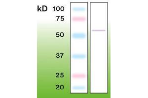 Western Blotting (WB) image for anti-Tumor Protein P53 (TP53) (C-Term) antibody (ABIN870298) (p53 抗体  (C-Term))