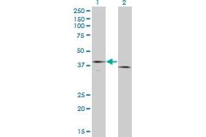 Western Blotting (WB) image for anti-Coagulation Factor III (thromboplastin, Tissue Factor) (F3) (AA 45-154) antibody (ABIN947845)