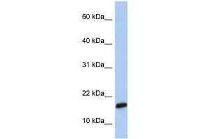 C9ORF46 antibody used at 1 ug/ml to detect target protein. (PLGRKT 抗体  (Middle Region))