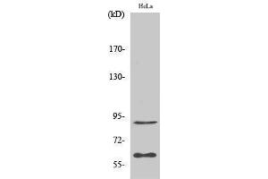 Western Blotting (WB) image for anti-Ets2 Repressor Factor (ERF) (Ser360) antibody (ABIN3175009) (ERF 抗体  (Ser360))