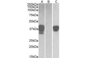 Western Blotting (WB) image for anti-POU Class 2 Associating Factor 1 (POU2AF1) (C-Term) antibody (ABIN2464479) (POU2AF1 抗体  (C-Term))