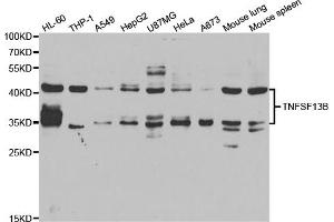 Western blot analysis of extracts of various cell lines, using TNFSF13B antibody. (BAFF 抗体)