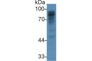 Detection of PIGR in Rat Liver lysate using Polyclonal Antibody to Polymeric Immunoglobulin Receptor (PIGR) (PIGR 抗体  (AA 463-563))