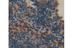 IHC-P analysis of Mouse Tissue, with DAB staining. (LTB 抗体  (AA 58-304))