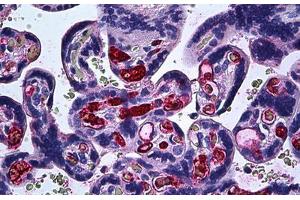 Human Placenta: Formalin-Fixed, Paraffin-Embedded (FFPE) (FGF1 抗体  (AA 46-155))