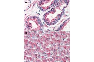 Immunohistochemical staining of human prostate (A) and human liver (B) with GPR126 polyclonal antibody . (G Protein-Coupled Receptor 126 抗体  (N-Term))