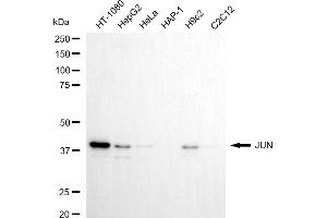 Western blotting analysis using JUN antibody (ABIN7799149). (C-JUN 抗体)