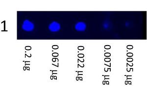Dot Blot showing the detection of Mouse IgG. (山羊 anti-小鼠 IgG (Heavy & Light Chain) Antibody (FITC) - Preadsorbed)