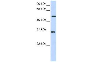 Western Blot showing ZNF138 antibody used at a concentration of 1-2 ug/ml to detect its target protein. (ZNF138 抗体  (N-Term))