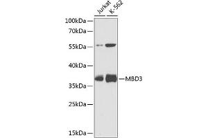 Western blot analysis of extracts of various cell lines, using MBD3 antibody (ABIN3015888, ABIN3015889, ABIN5664025 and ABIN6219470) at 1:1000 dilution. (MBD3 抗体  (AA 1-255))