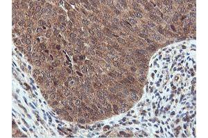 Image no. 5 for anti-Arginyl Aminopeptidase (Aminopeptidase B) (RNPEP) antibody (ABIN1500729) (RNPEP 抗体)