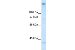 Western Blotting (WB) image for anti-Zinc Finger Protein 318 (Znf318) antibody (ABIN2460491) (ZNF318 抗体)