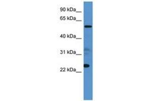 CPNE9 antibody  (AA 359-408)