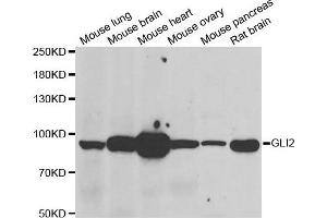 Western blot analysis of extracts of various  tissues, using GLI2 antibody.