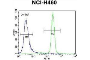 Flow cytometric analysis of NCI-H460 cells using Interleukin-6 (IL6) Antibody (Center) Cat. (IL-6 抗体  (Middle Region))