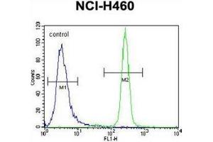 Flow cytometric analysis of NCI-H460 cells using Interleukin-6 (IL6) Antibody (Center) Cat. (IL-6 抗体  (Middle Region))