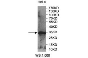 Western Blotting (WB) image for anti-Phosphatidic Acid Phosphatase Type 2 Domain Containing 1A (PPAPDC1A) (AA 89-149) antibody (ABIN1856403)