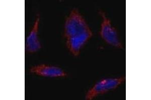 Immunofluorescence (IF) image for anti-SRY (Sex Determining Region Y)-Box 2 (SOX2) (AA 89-119) antibody (ABIN3032736)