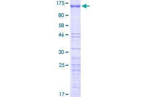 GNL2 Protein (AA 1-731) (GST tag)