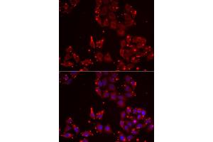 Immunofluorescence analysis of NIH/3T3 cells using MSRA Rabbit pAb (ABIN6128248, ABIN6144085, ABIN6144087 and ABIN6216102) at dilution of 1:200 (40x lens). (MSRA 抗体  (AA 24-235))