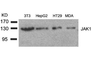 Western blot analysis of extracts from 3T3, HepG2, HT29 and MDA cells using JAK1(Ab-1022) Antibody. (JAK1 抗体  (AA 1020-1024))