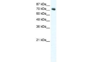 WB Suggested Anti-DVL1 Antibody Titration:  2. (DVL1 抗体  (C-Term))