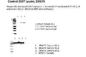 Image no. 1 for CD177 (human): 293T Lysate (ABIN1112256)