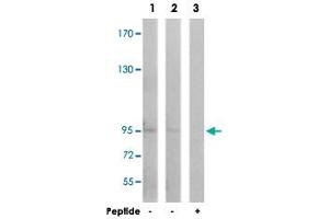 Western blot analysis of extracts from Jurkat cells (Lane 1) and COLO cells (Lane 2 and 3), using GRIA1 polyclonal antibody . (Glutamate Receptor 1 抗体)