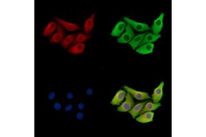 ABIN7097176 and ABIN7101244 staining Hela cells by IF/ICC.
