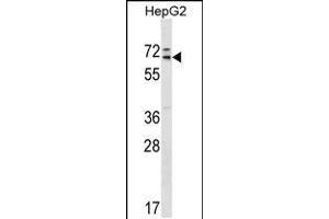 Western blot analysis in HepG2 cell line lysates (35ug/lane). (MED26 抗体  (AA 191-220))