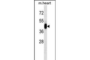 PK3 Antibody (ABIN1539804 and ABIN2843791) western blot analysis in mouse heart tissue lysates (35 μg/lane).