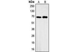 Western blot analysis of GBP3 expression in A549 (A), HeLa (B) whole cell lysates. (GBP3 抗体  (C-Term))