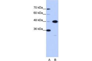 Western Blotting (WB) image for anti-Obg-Like ATPase 1 (OLA1) antibody (ABIN2462247) (OLA1 抗体)