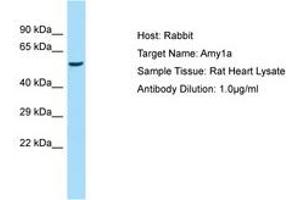 Image no. 1 for anti-Amylase, alpha 1A (Salivary) (AMY1A) (AA 301-350) antibody (ABIN6749930) (AMY1A 抗体  (AA 301-350))
