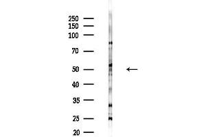 anti-Tubulin, gamma (TUBG) (N-Term) antibody