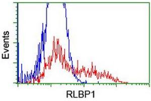 Flow Cytometry (FACS) image for anti-Retinaldehyde Binding Protein 1 (RLBP1) antibody (ABIN1497622) (RLBP1 抗体)