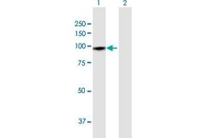 Western Blot analysis of GTSE1 expression in transfected 293T cell line by GTSE1 MaxPab polyclonal antibody. (GTSE1 抗体  (AA 1-720))